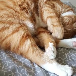 Meet your Posher, Maurice